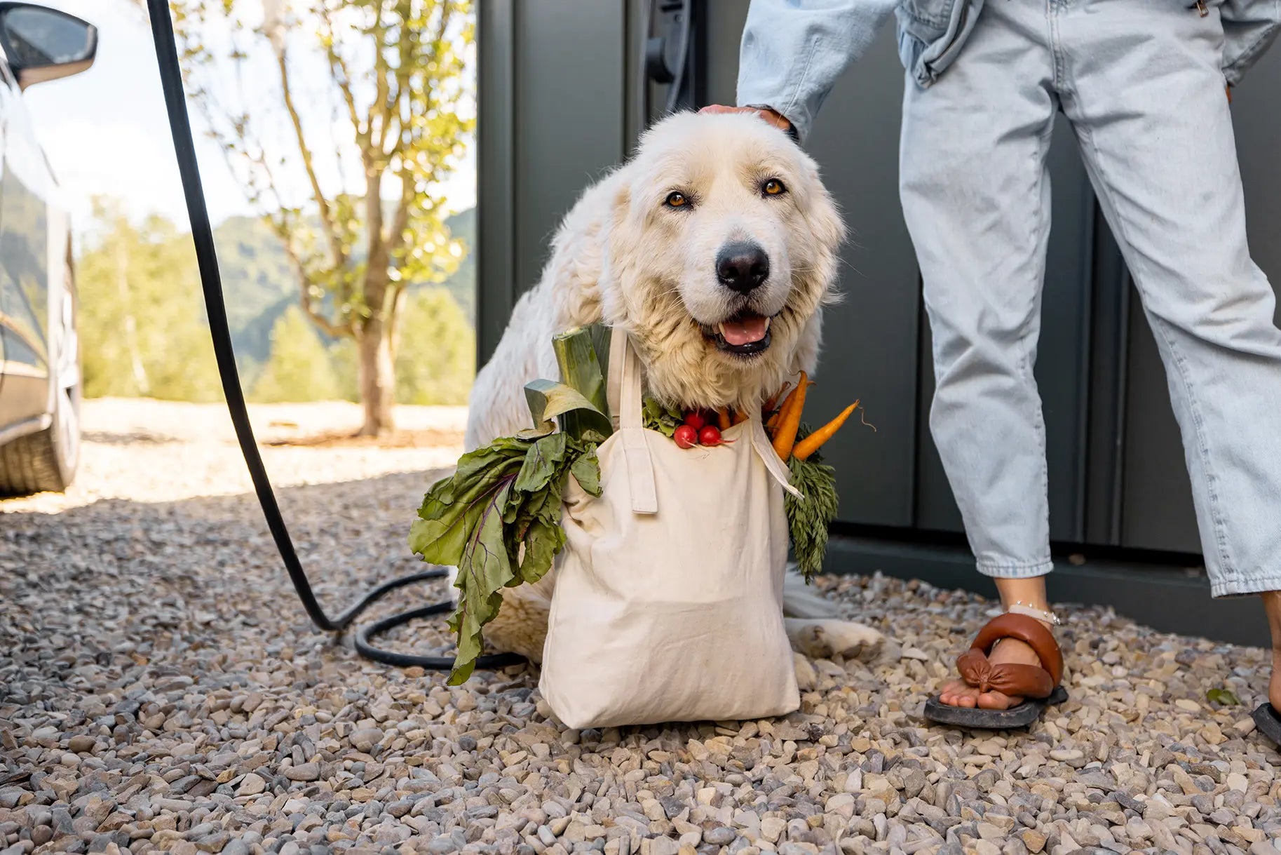 cute-dog-carrying-shopping-bag-full-of-fresh-groce-2025-03-15-23-04-17-utc_copie.webp