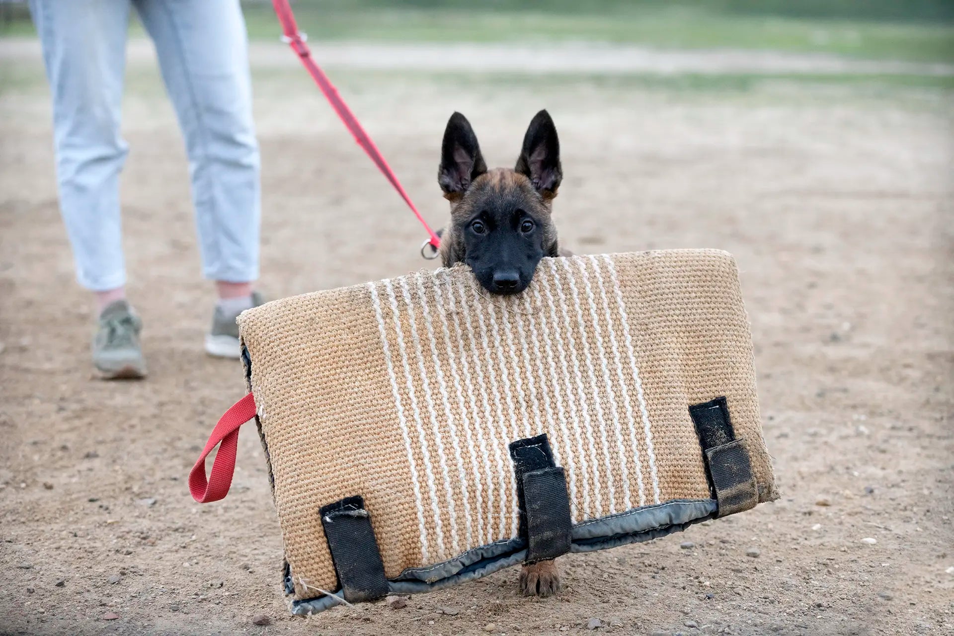training-of-belgian-shepherd-2025-06-05-16-03-50-utc_copie.webp